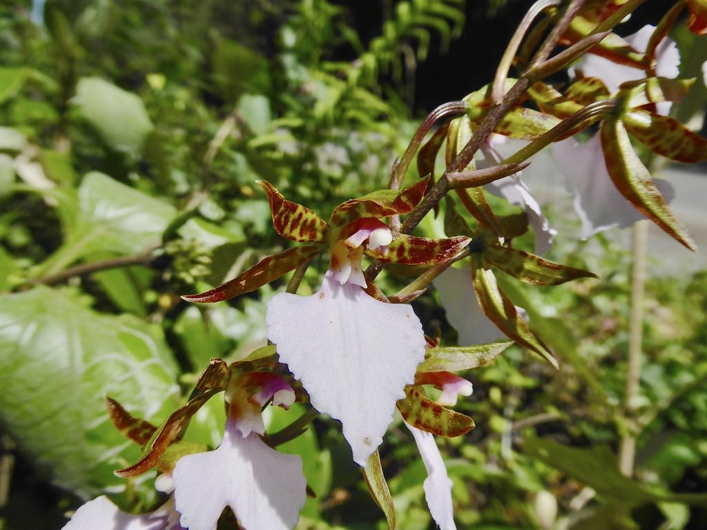 Rhynchostele bictoniensis